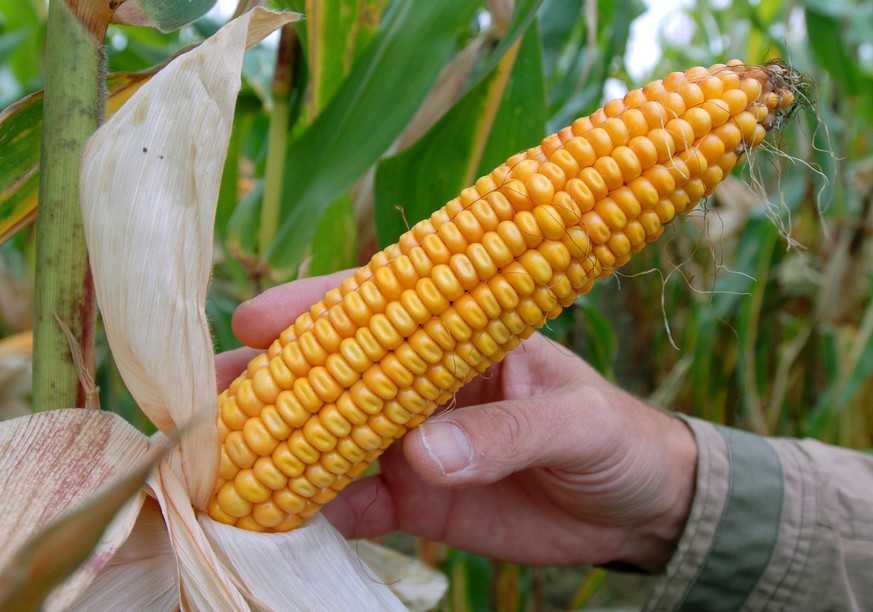 Ein reifer Kolben des umstrittenen genmanipulierten Mais MON 810 des US-Konzerns Monsanto, fotografiert am Donnerstag, 27. September 2007, auf einem Feld im brandenburgischen Badingen noerdlich von Be ...