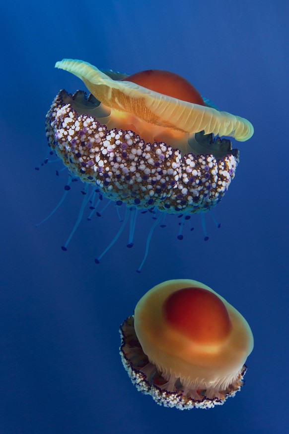 Fried egg jellyfish Fried egg jellyfish or Mediterranean jellyfish, Cotylorhiza tuberculata. It s the most common jellyfish of their entire order in the Mediterranean Sea. Hosts symbiotic zooxanthella ...