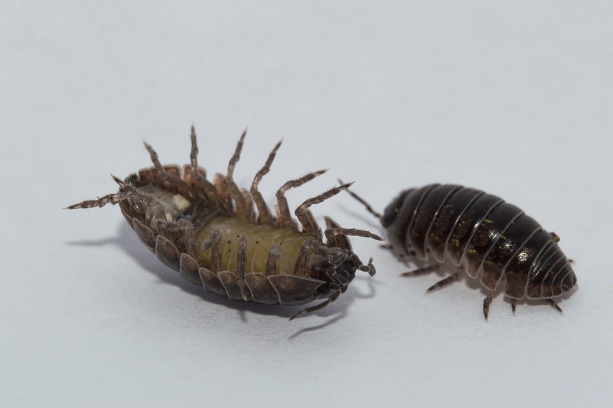 Armadillidium vulgare: Mutig, wenn der Parasit mitmischt.