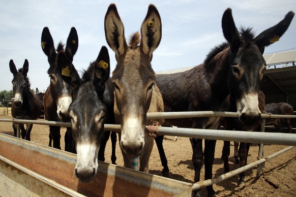 In this May 14, 2018, photo, donkeys raised by subcontractors of the world&#039;s largest donkey skin gel producer await for lunch in the city of Dong&#039;e in eastern China&#039;s Shandong province. ...