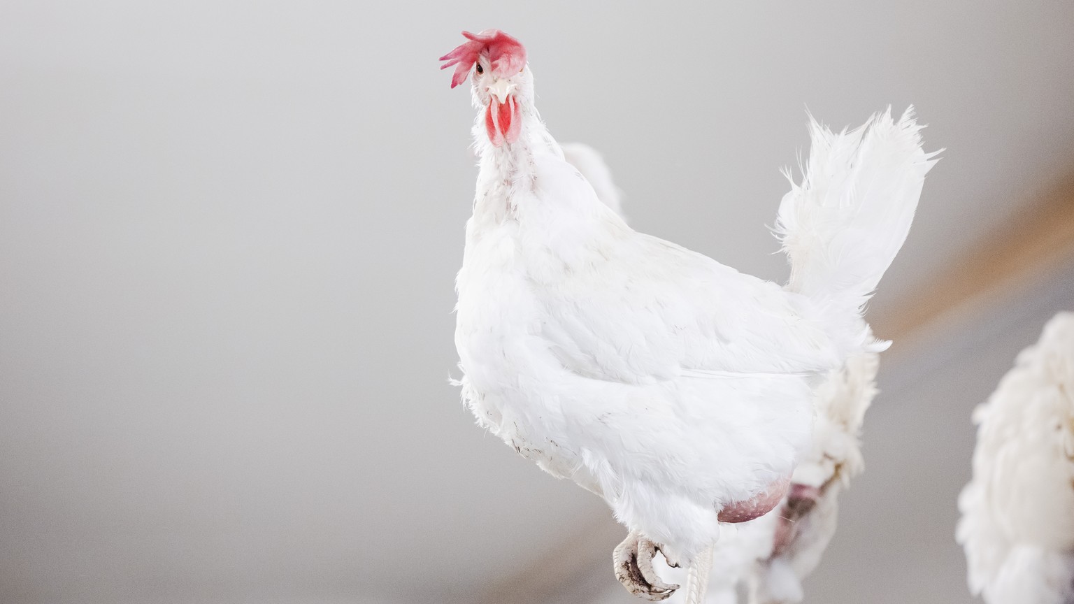 Eine Legehenne in einem einem Huehnerstall, am Donnerstag, 9. Dezember 2021 in Wegenstetten. Nach Ausbruch einer hochansteckenden Variante der Vogelgrippe (Aviaeren Influenza) in Huentwangen, fuehren  ...