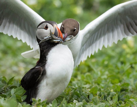 Vogel klaut Essen. Cute News.

https://twitter.com/MeanAnimals