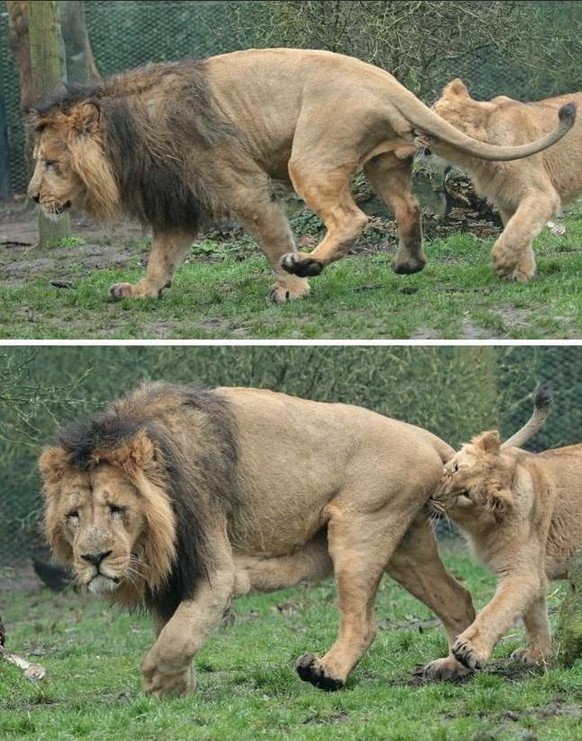 Löwen