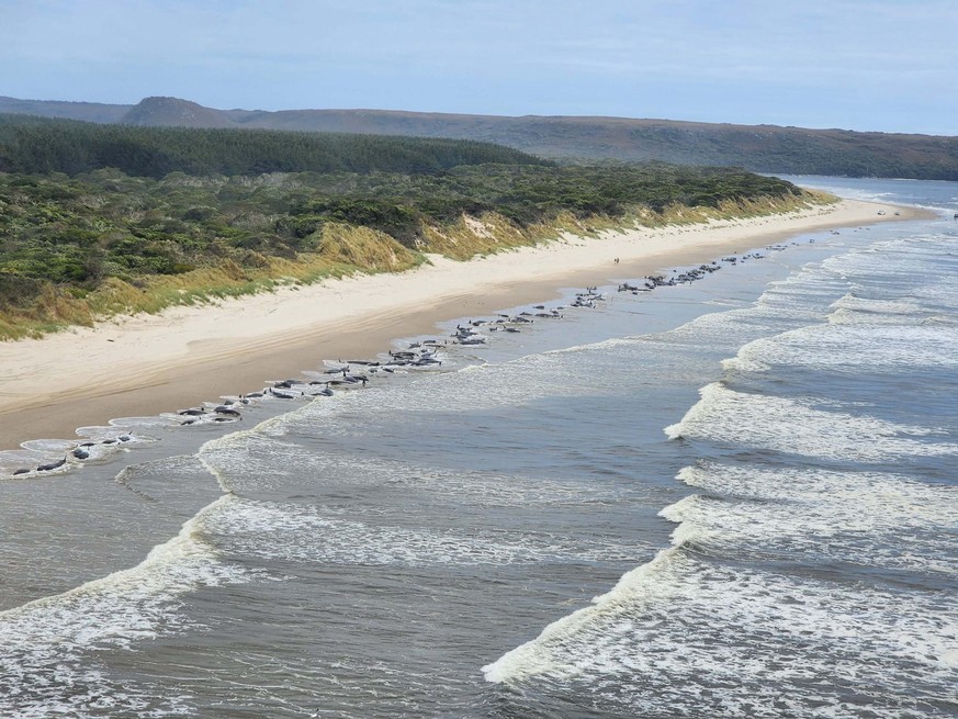 epa10196579 A handout photo made available by the Tasmanian Department of Natural Resources and Environment (NRE) on 21 September 2022 shows a mass stranding of whales near Macquarie Heads, on Tasmani ...