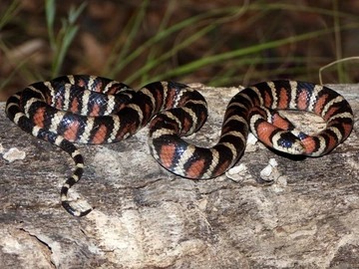 Berg-Königsnatter (Lampropeltis pyromelana)