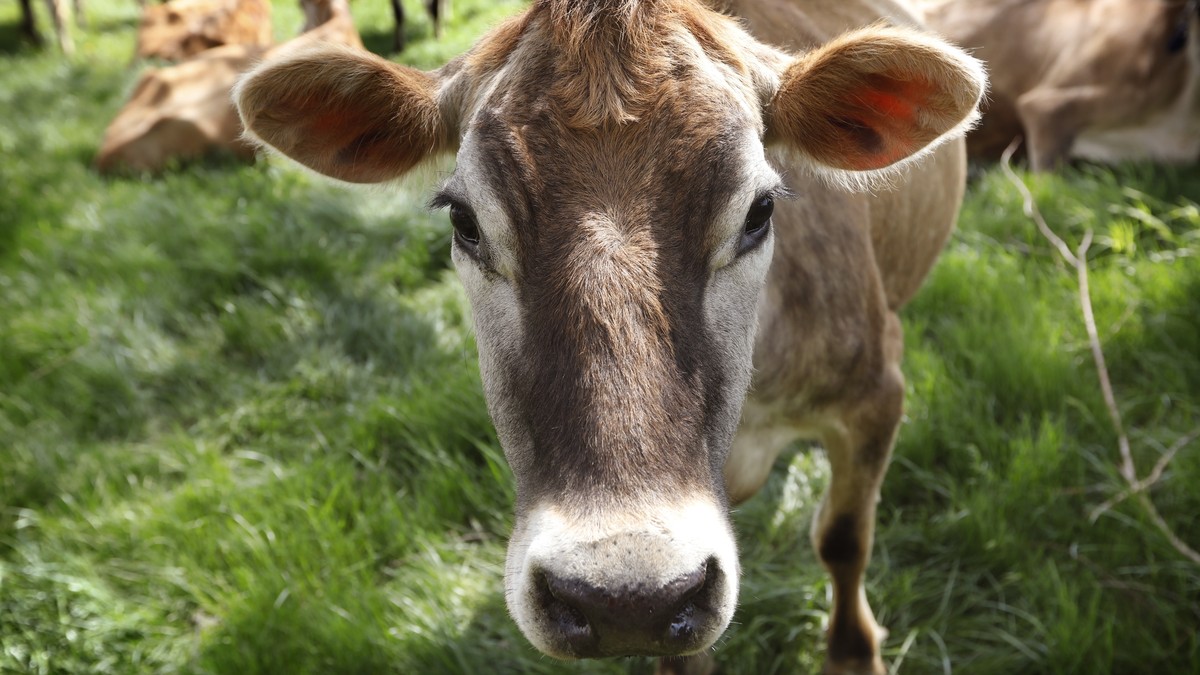 FILE - In this May 8, 2018, filephoto, a Jersey cow feeds in a field on the Francis Thicke organic dairy farm in Fairfield, Iowa. Burger King is announcing its work to help address a core industry cha ...