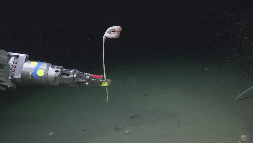 Documented in the Mar del Plata Submarine Canyon off Argentina’s coast. The Mar del Plata submarine canyon, one of Argentina’s largest and deepest underwater canyons, is estimated to be deeper than 35 ...