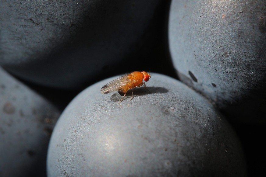 Die Drosophila suzukii befällt alle Obstarten mit weichem Fruchtfleisch – insbesondere Trauben.&nbsp;