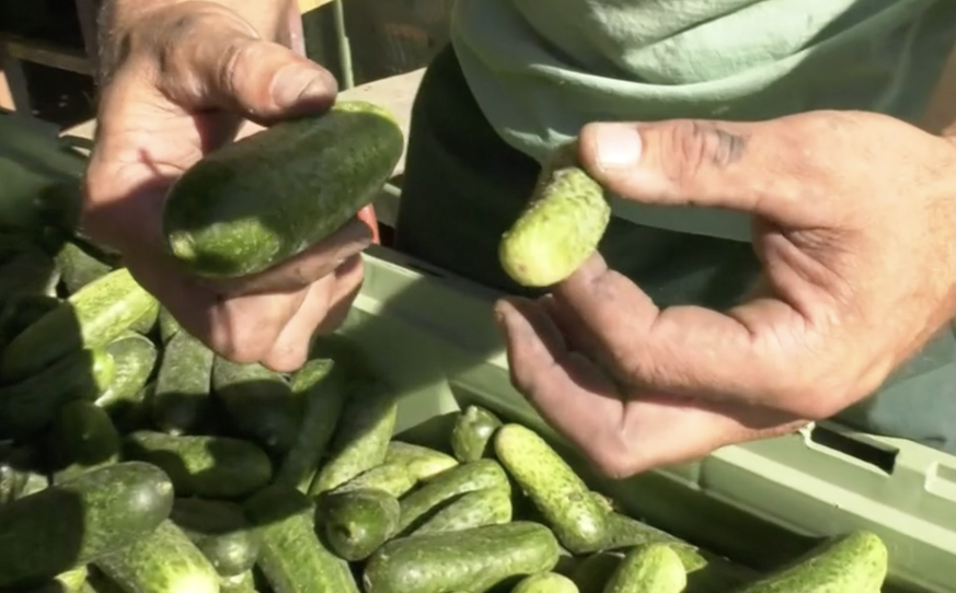 Die Cornichons von Reitzel wachsen aufgrund der Trockenheit überdurchschnittlich und passen nicht mehr ins Glas.