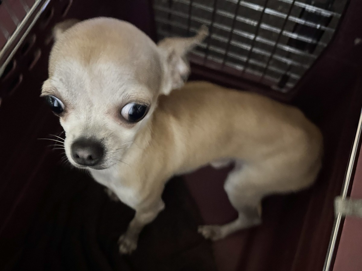 Der Chihuahua wirkte stark unterernährt.