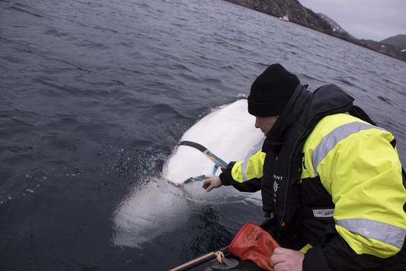 Joergen Ree Wiig tries to reach the harness attached to a beluga whale before the Norwegian fishermen were able to removed the tight harness, off the northern Norwegian coast Friday, April 26, 2019. T ...