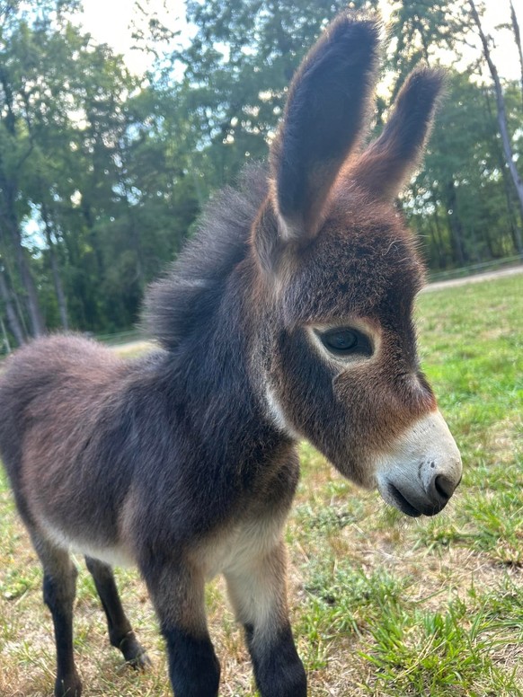cute news tier esel

https://www.reddit.com/r/Donkeys/comments/1ut5xyv/cant_say_no/