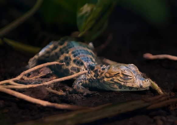 Baby-Krokodil im Zürcher Zoo geschlüpft.