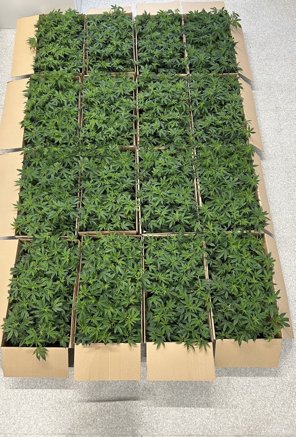 St.Margrethen Zoll Hanfpflanzen