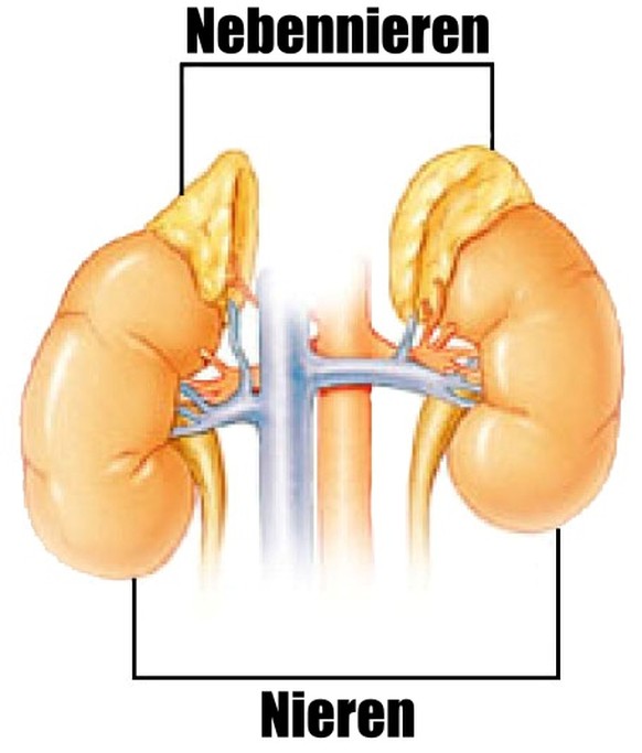 Grafik: Nebennieren, Nieren