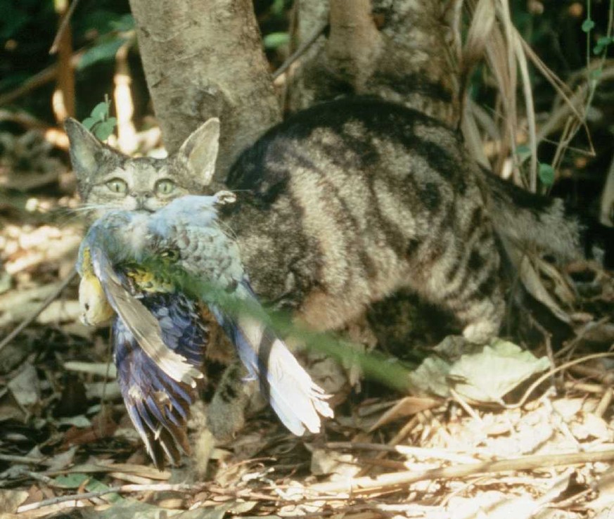 Wilde Katze in Australien. Wikipedia