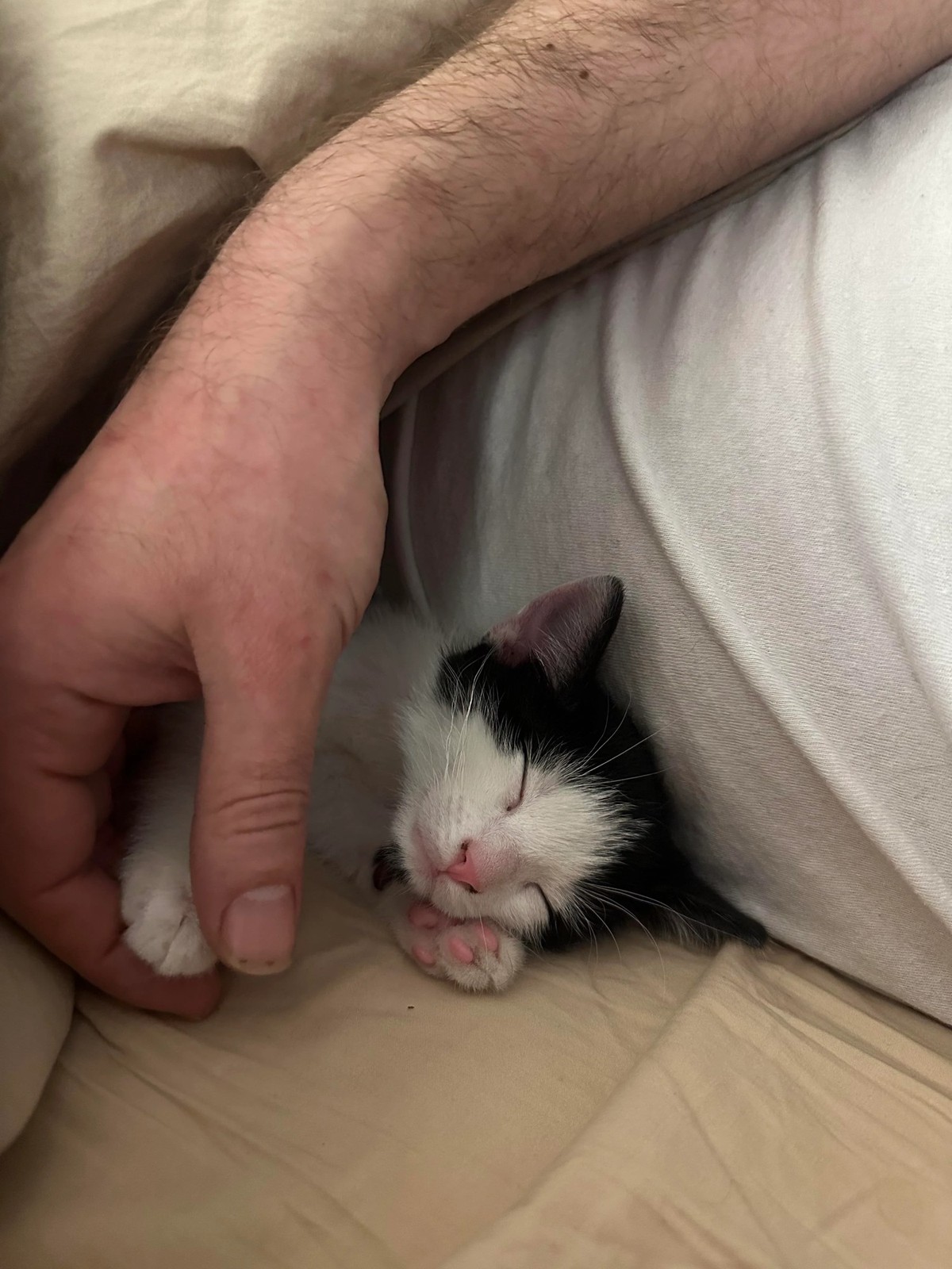 cute news tier katze

https://www.reddit.com/r/IllegallySmolCats/comments/1jsi4sd/how_my_kitten_slept_with_us_on_his_first_night/