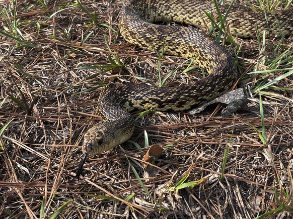 This photo provided the U.S. Fish and Wildlife Service shows