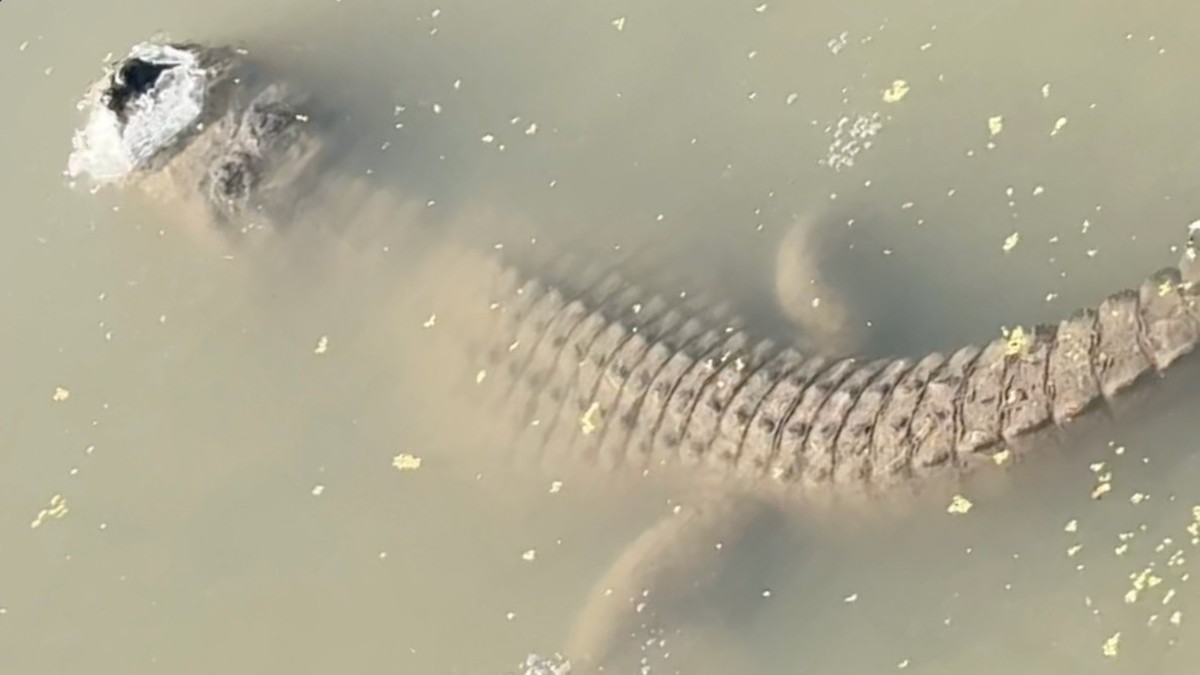 Alligators are freezing in the US right now – this is how they survive.  Insects can be so sneaky