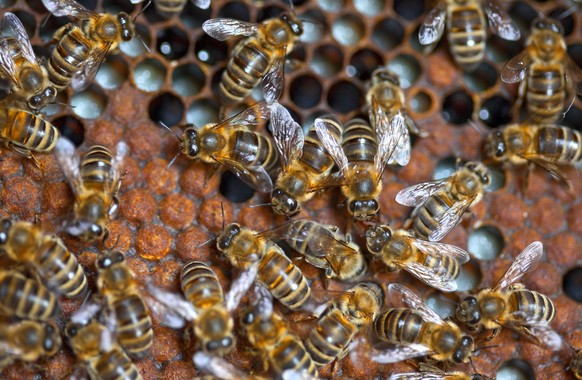 ZUM ZUNEHMENDEN BIENENMANGEL IN EUROPA STELLEN WIR IHNEN FOLGENDE BILDER ZUR VERFUEGUNG.
Honeybees of apiculturist Benedict Reinhardt, pictured on April 29, 2010 in Therwil in the canton of Basel-Lan ...