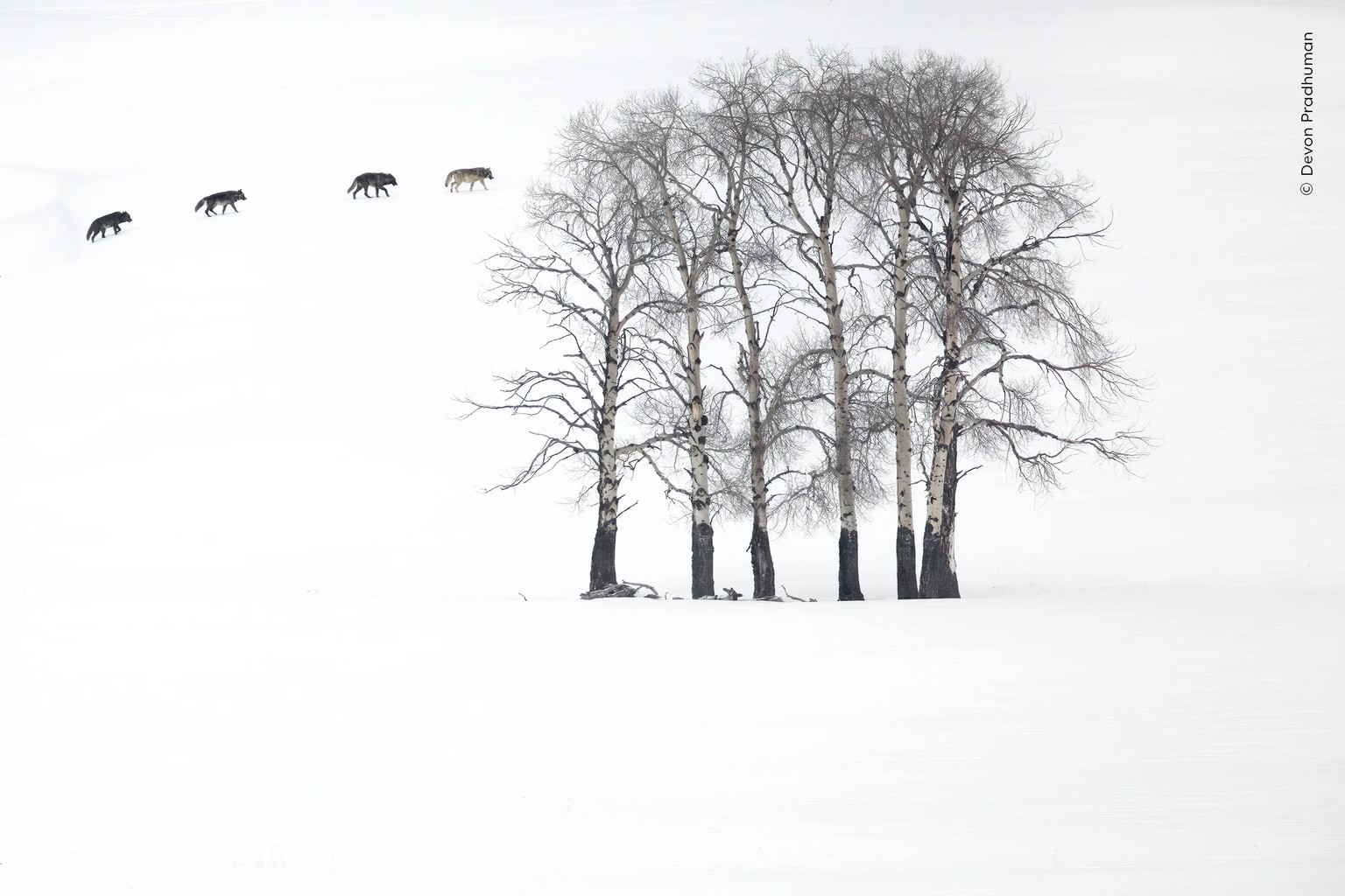 Aspen Shadows.

Four grey wolves cross a minimalist landscape of naked aspens and snow in Yellowstone National Park, USA.

It was early spring in the Lamar Valley, and this pack was in search of its n ...