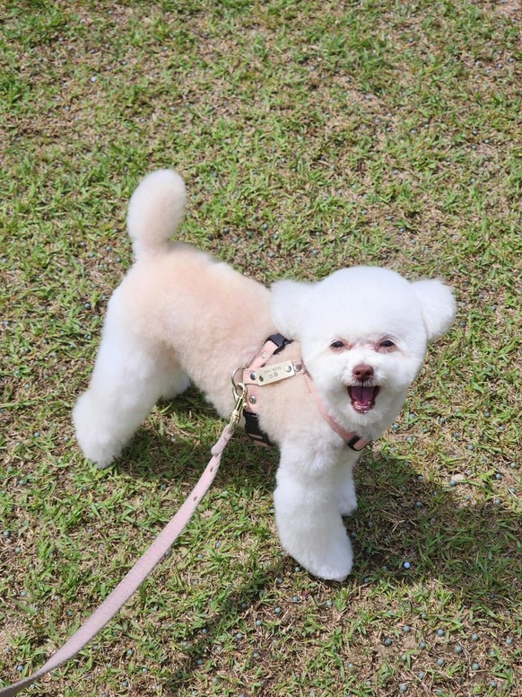 cute news tier hund

https://www.reddit.com/r/aww/comments/1m64bj1/look_at_wendy/