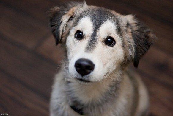 Husky Retriever-Mix