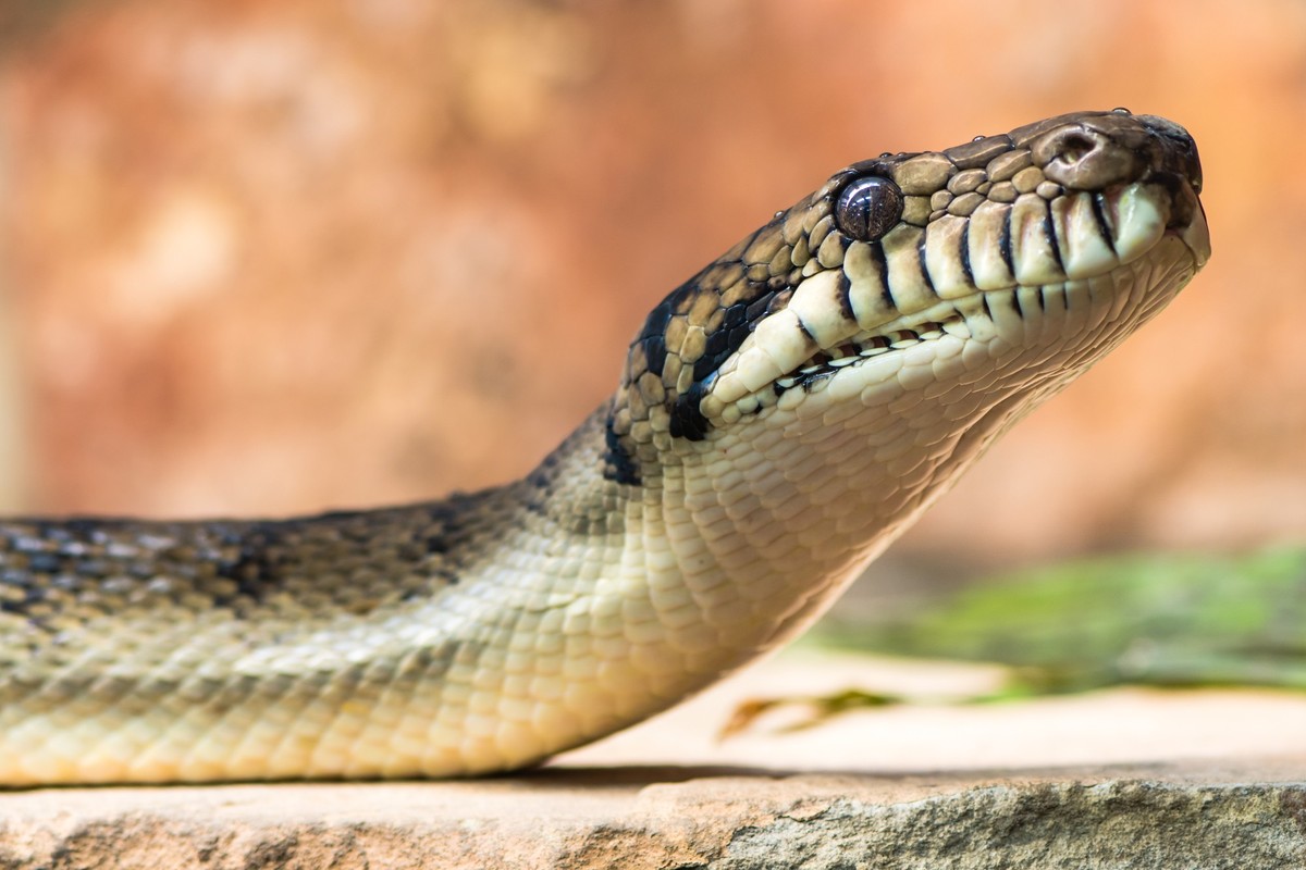 Amethystine python (Morelia amethistina) head and neck raised. Large snake in family Pythonidae, found in Indonesia, Papua New Guinea and Australia