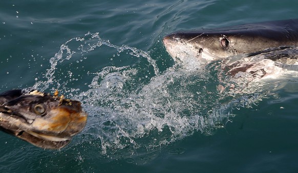 FILE - In this Aug. 11, 2016, file photo, a great white shark tries to bite a fish head being trolled though the water as researchers chum the ocean looking for sharks off the coast of Gansbaai, South ...