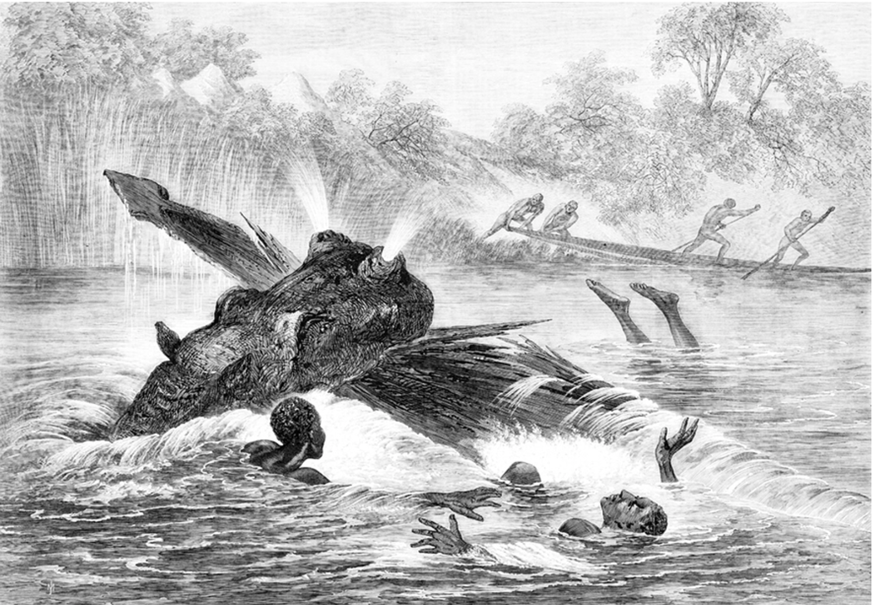 Ein Flusspferd zerstört ein Kanu auf dem Fluss Sambesi, Südafrika in «The Illustrated London News», 1866.