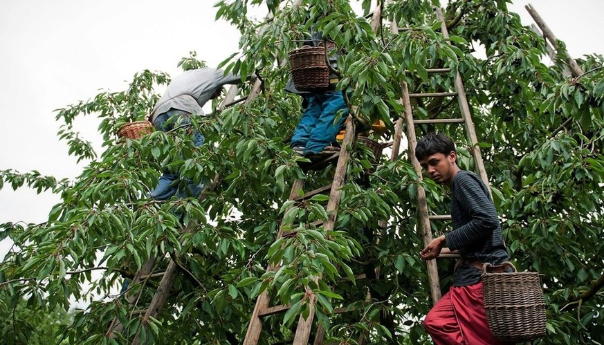 Asylsuchende während der Kirschenernte bei einem Bauern in Fricktal.