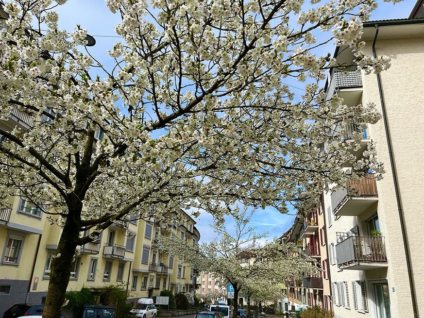 Kirschblüten Rauszeit Zürich Röschibachstrasse Frühling 2024 (19. März 2024) Schweiz