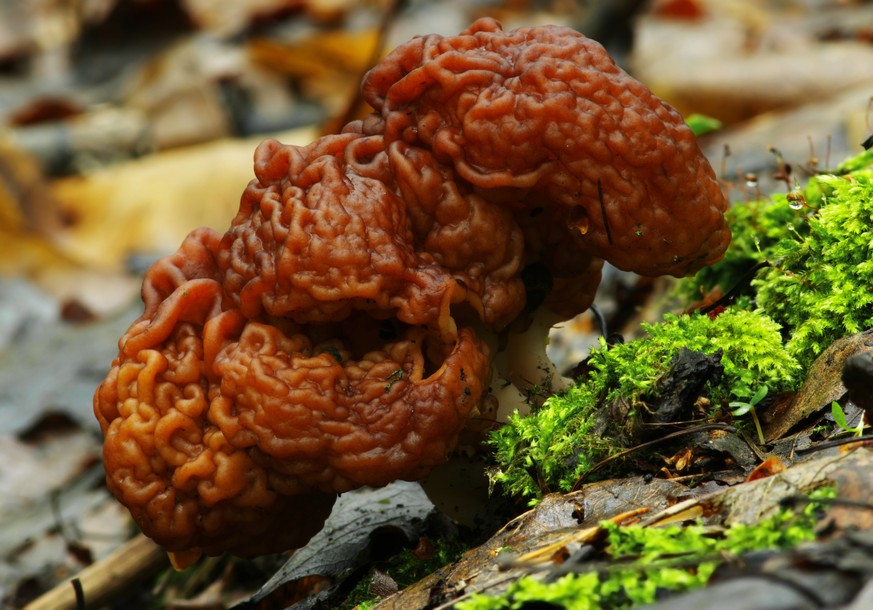 https://steemit.com/science/@dber/the-amateur-mycologist-12-gyromitra-esculenta-the-false-morel-2017722t21021878z Gyromitra esculenta
brain gehirn fungus funghi pilz