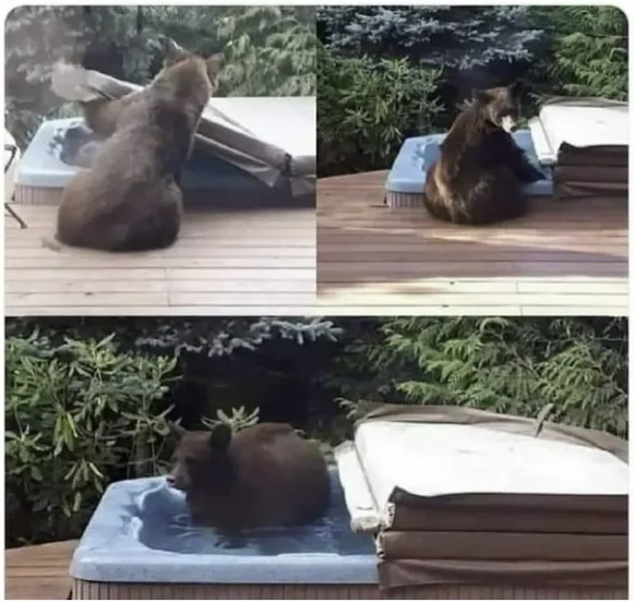 Lustige Bilder für Cute News: Bär