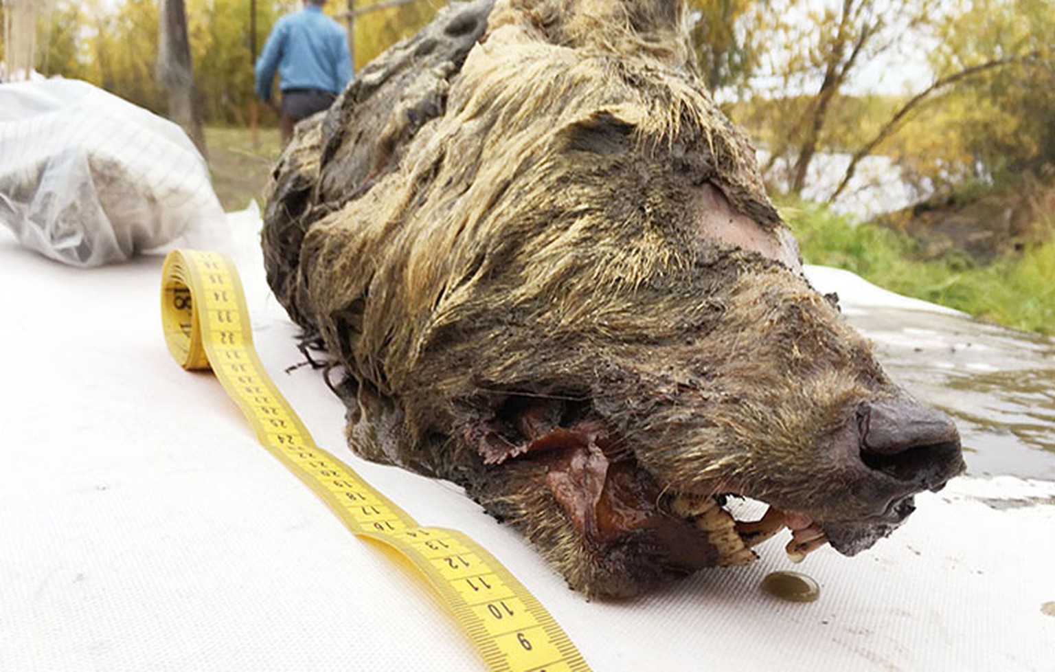 Eiszeit-Wolf, Permafrost in Jakutien