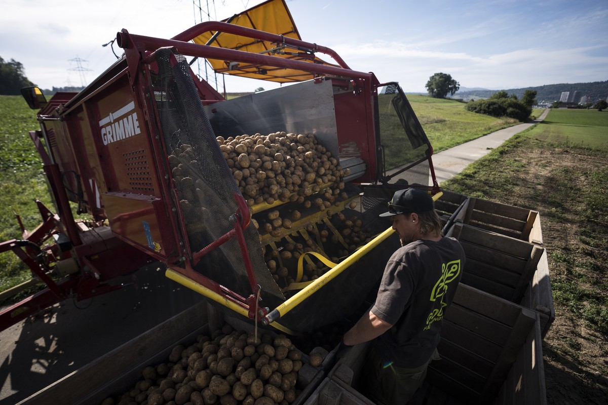 Kartoffeln werden von der Erntemaschine in Kisten verladen am Mittwoch, 2. September 2026 in Watt. Laut dem Branchenverband swisspatat wurden im Sommer 2026 so wenige Kartoffeln wie noch nie seit Mess ...