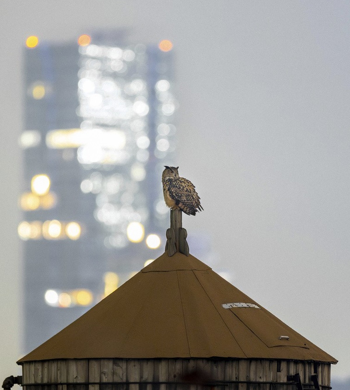 Falco régnait sur New York. (Courtesy David Lei via AP)