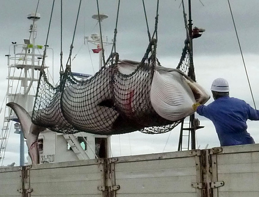 FILE - In this September 2013, file photo, a minke whale is unloaded at a port after a whaling for scientific purposes in Kushiro, in the northernmost main island of Hokkaido. Japan&#039;s senior fish ...