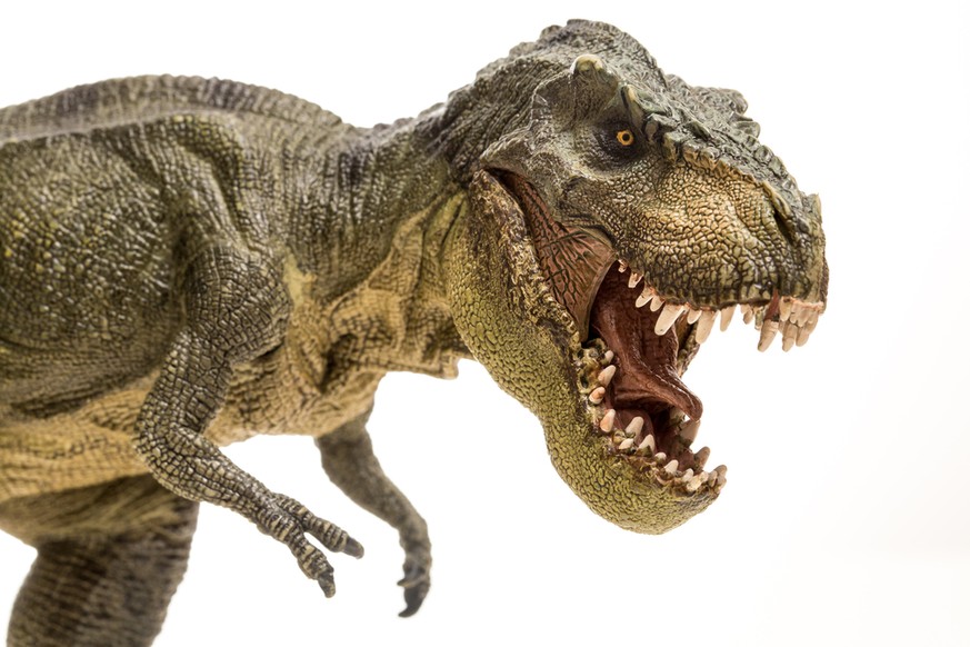 Furchterregendes Gebiss, kümmerliche Arme: Die merkwürdige Anatomie des T. rex.&nbsp;