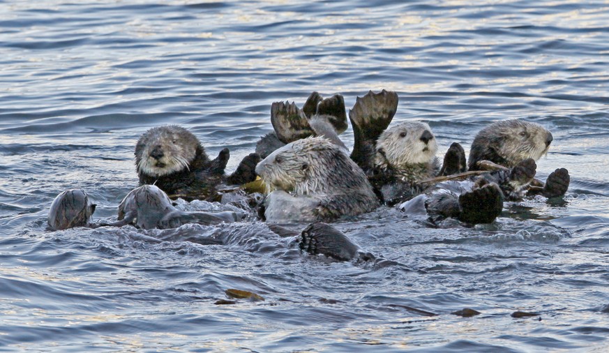 FILE - In this Jan. 15, 2010, file photo, a group of sea otters gather in Morro Bay, Calif. A federal appeals court has upheld a decision by federal wildlife officials to end a program to relocate end ...