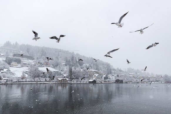 Moewen fliegen ueber dem Aegerisee nach dem ersten Schneefall in Unteraegeri am Dienstag, 1. Dezember 2020. (KEYSTONE/Alexandra Wey)