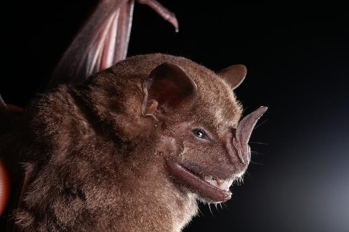 Jamaika-Fruchtfledermaus (Artibeus jamaicensis)
By Alex Borisenko, Biodiversity Institute of Ontario - Entry on Artibeus jamaicensis at BOLD Systems - Image, CC BY-SA 3.0, https://commons.wikimedia.or ...