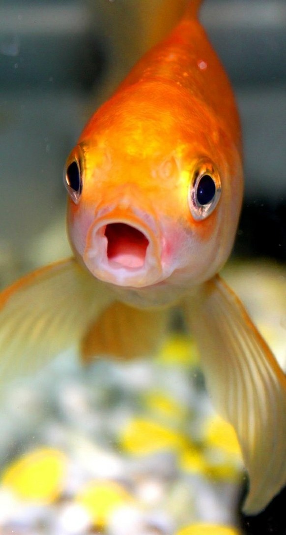 Goldisch süsser Fisch