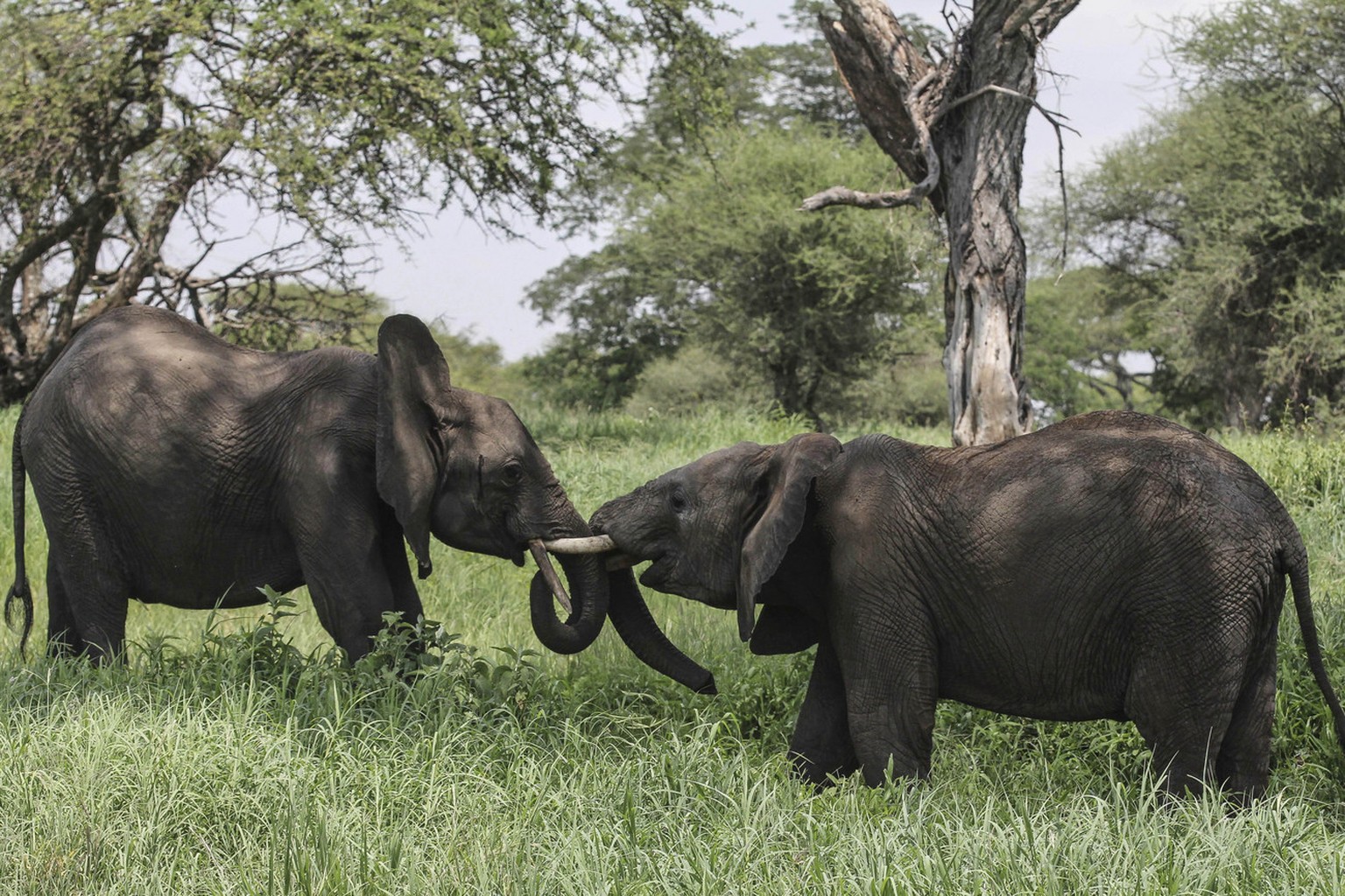 In this photo taken Friday, Jan. 16, 2015, African elephants interact in Tarangire National Park on the outskirts of Arusha, northern Tanzania. The park is known for its baobab trees and hosts more th ...