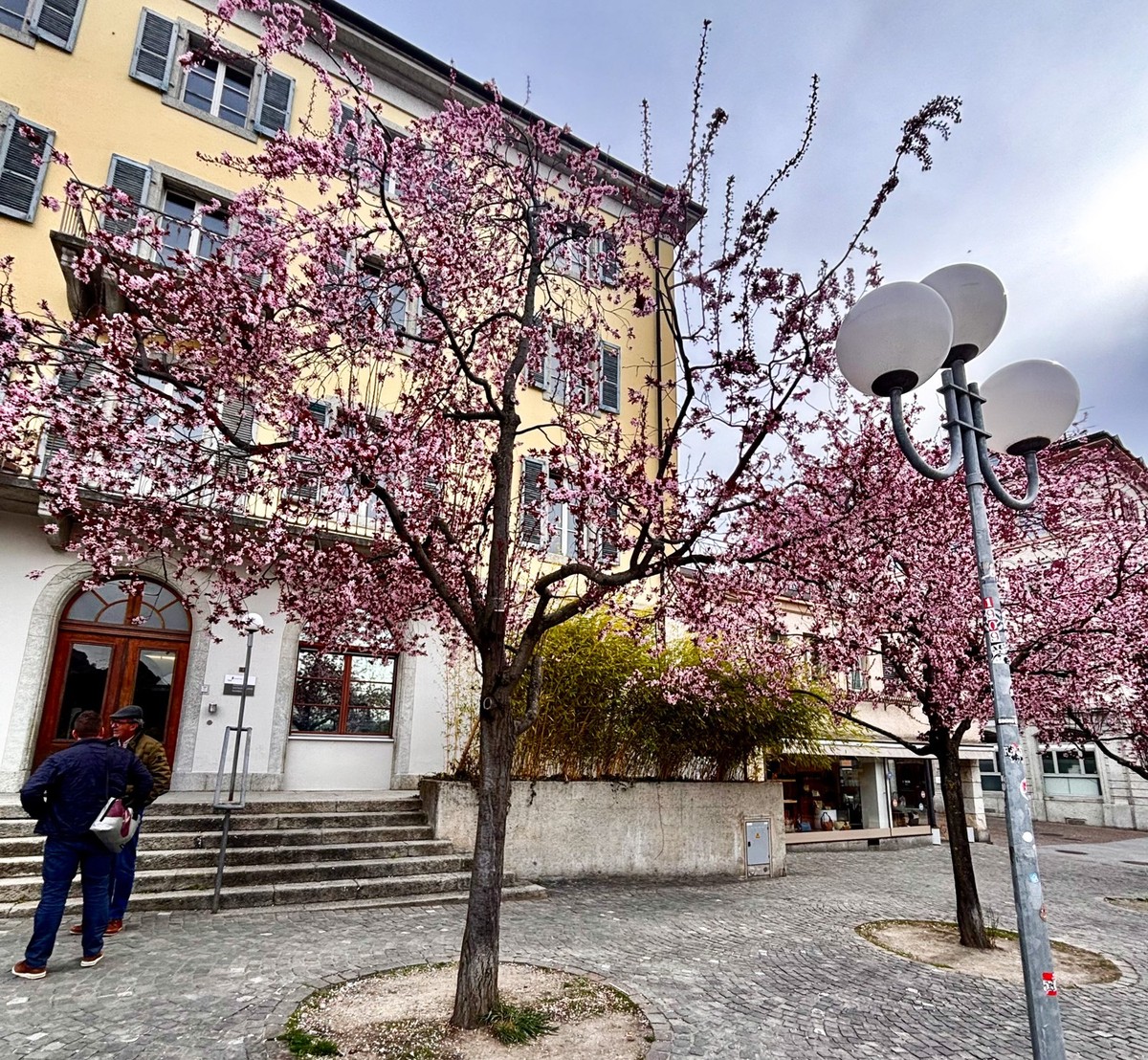 Place de la Planta Sion Kirschblüten, Blutpflaumen