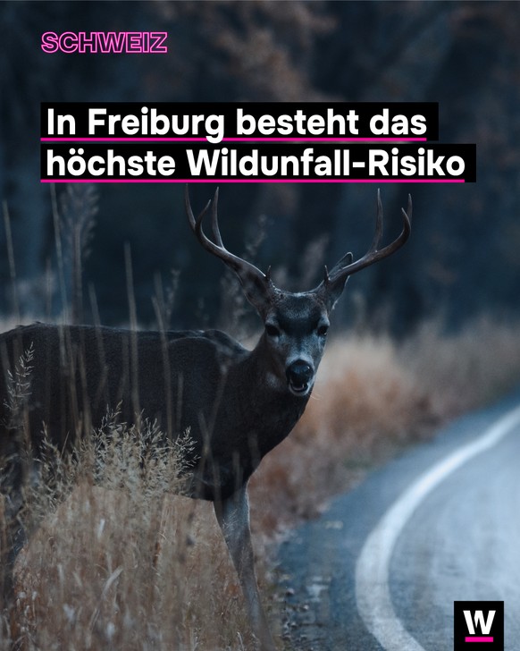 &lt;p&gt;In Freiburg besteht das grösste Risiko für einen Wildunfall.&lt;/p&gt;