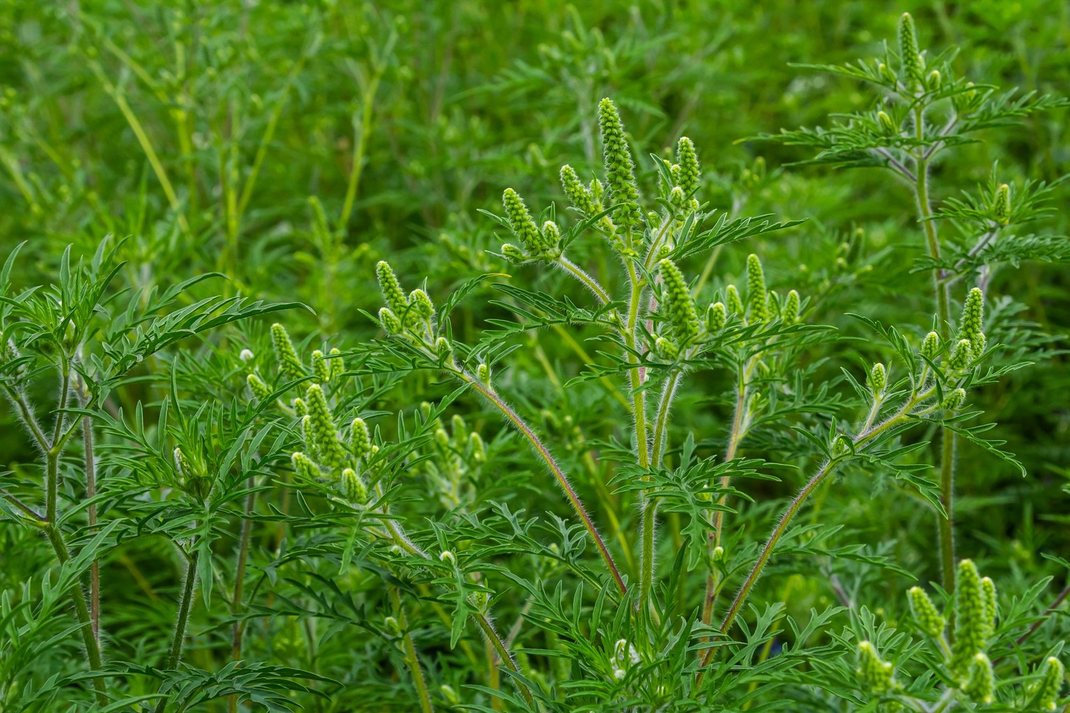 Flower of a common ragweed, Ambrosia artemisiifolia. Model Released Property Released xkwx weed pollen ambrosia ragweed green season common flower bush artemisiifolia allergen dangerous growth nature  ...