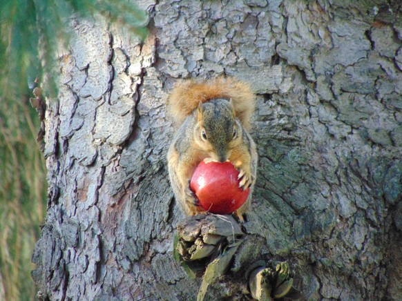 cute news animal tier eichhörchen squirrel

https://www.reddit.com/r/squirrels/comments/ty7gtn/lost_a_squirrel_friend_recently/