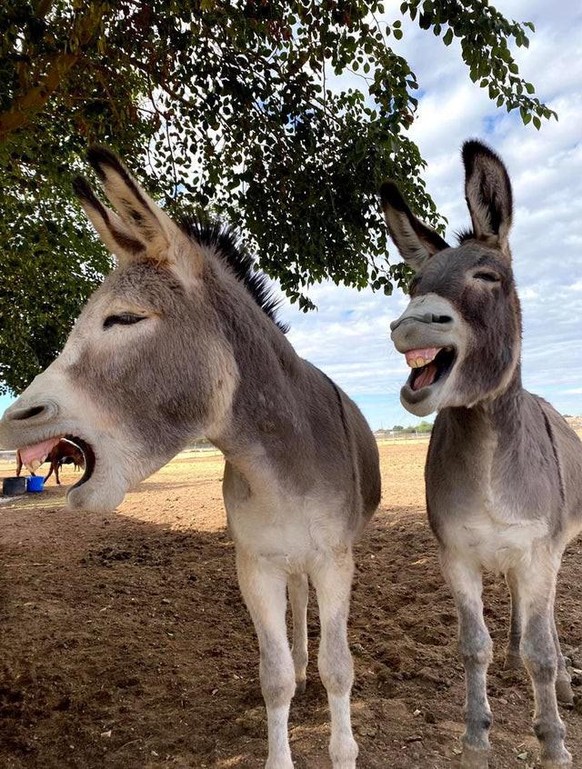 cute news süsse tierbilder