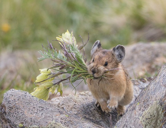 Pfeifhasen/Pikas